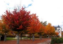 Vortragsbild Roloff Eisenholzbaum